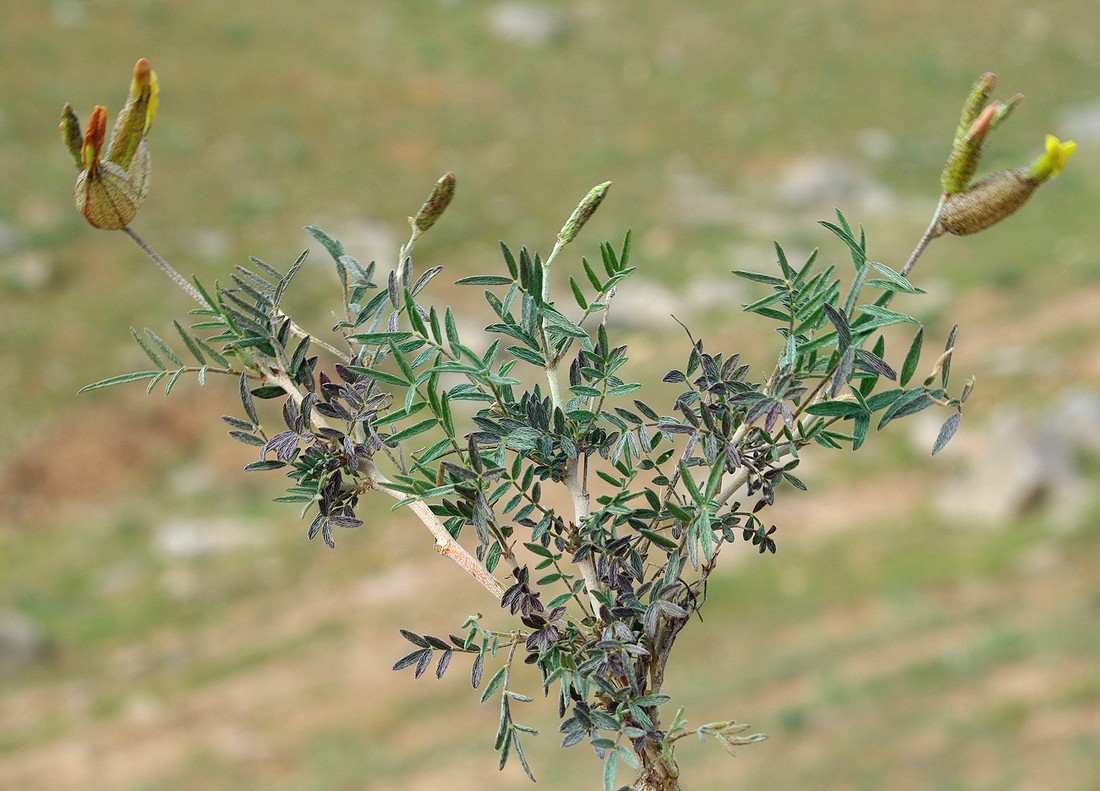 Image of Astragalus xanthomeloides specimen.