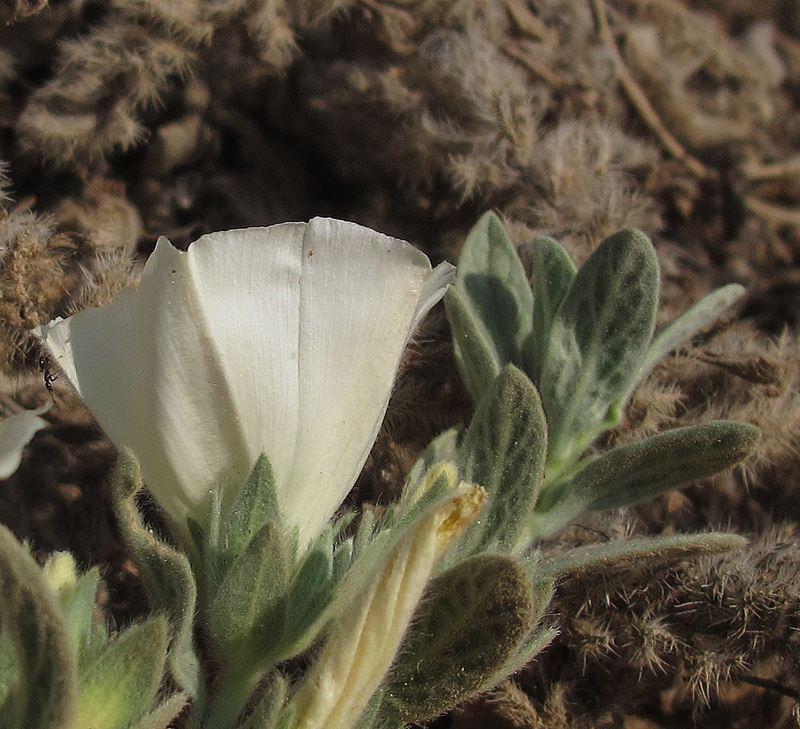 Image of Convolvulus secundus specimen.