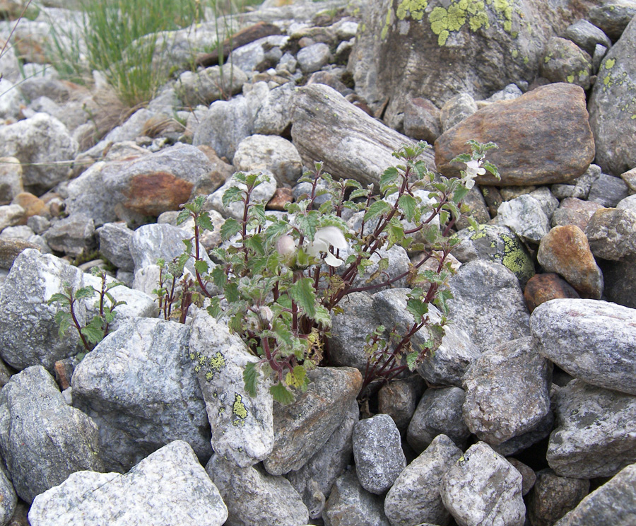 Image of Lamium tomentosum specimen.