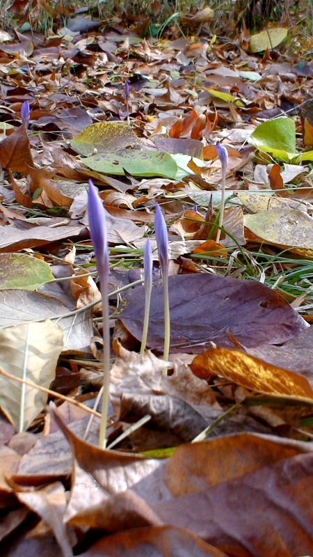 Image of Crocus speciosus specimen.