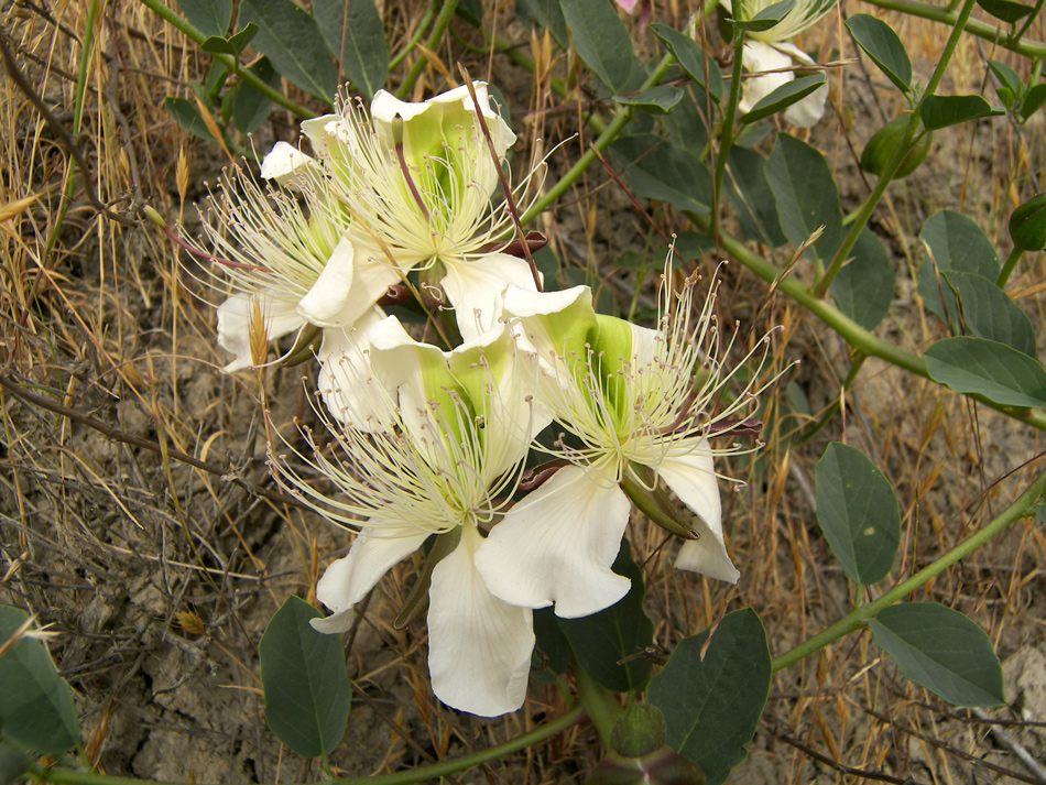 Image of Capparis herbacea specimen.