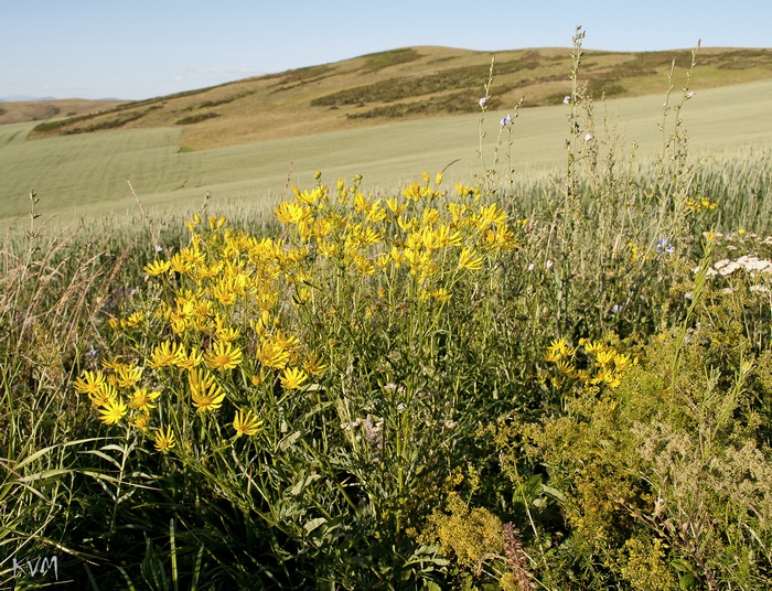 Image of Senecio jacobaea specimen.