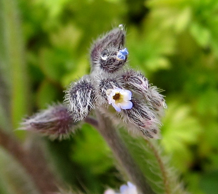 Image of Myosotis discolor specimen.