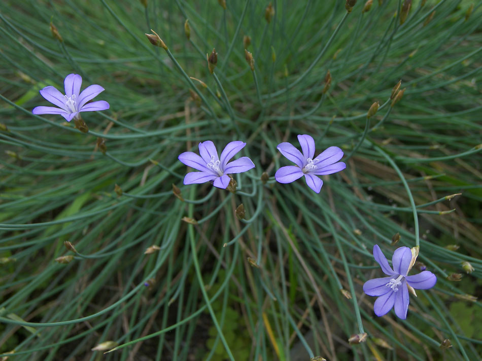 Изображение особи Aphyllanthes monspeliensis.