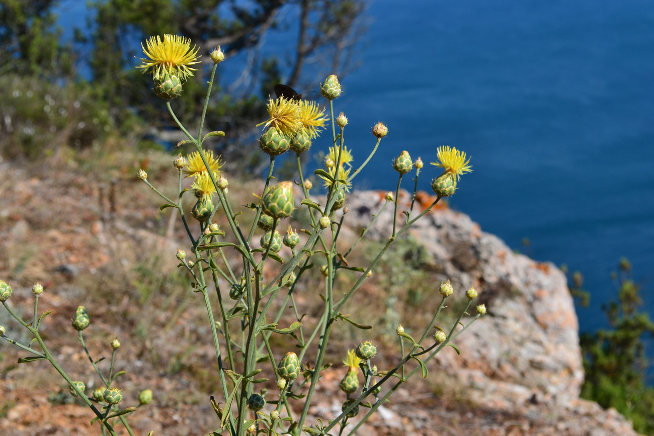 Image of Centaurea salonitana specimen.