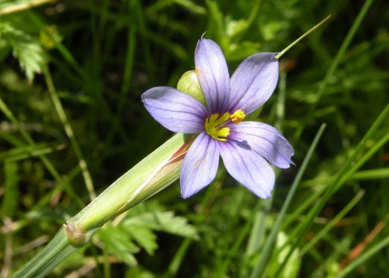 Image of Sisyrinchium septentrionale specimen.