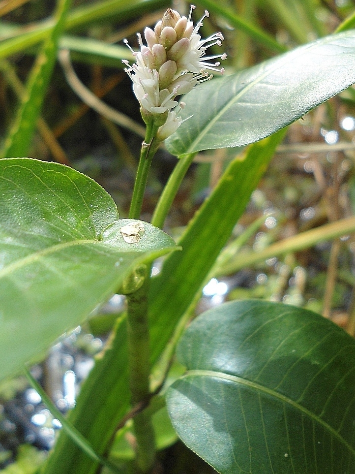 Image of Persicaria amphibia specimen.