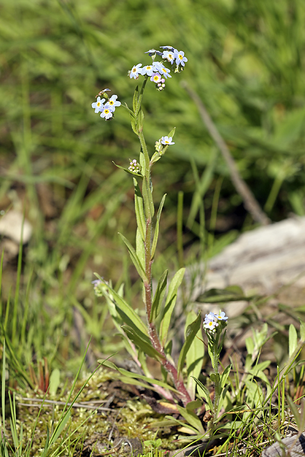 Изображение особи Myosotis cespitosa.