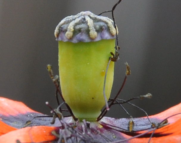 Image of Papaver lecoqii specimen.