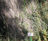 Pinus wallichiana. Нижняя часть ствола взрослого дерева с побегами плюща. Германия, г. Krefeld, ботанический сад. 16.09.2012.