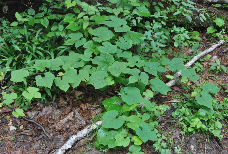 Image of Vitis amurensis specimen.