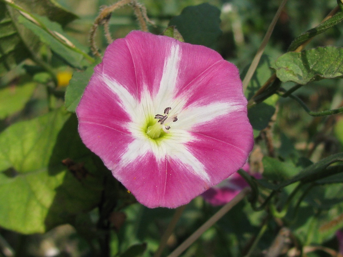 Изображение особи Convolvulus arvensis.