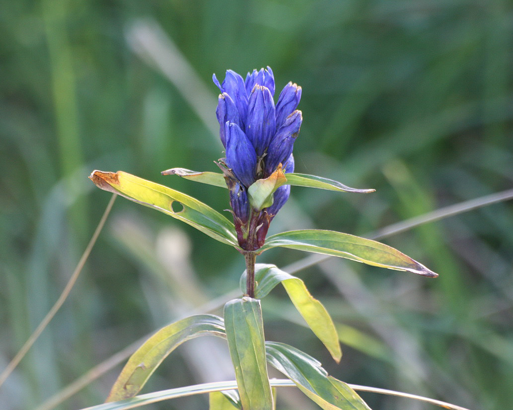 Image of Gentiana triflora specimen.