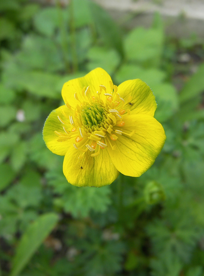 Image of Trollius pumilus specimen.