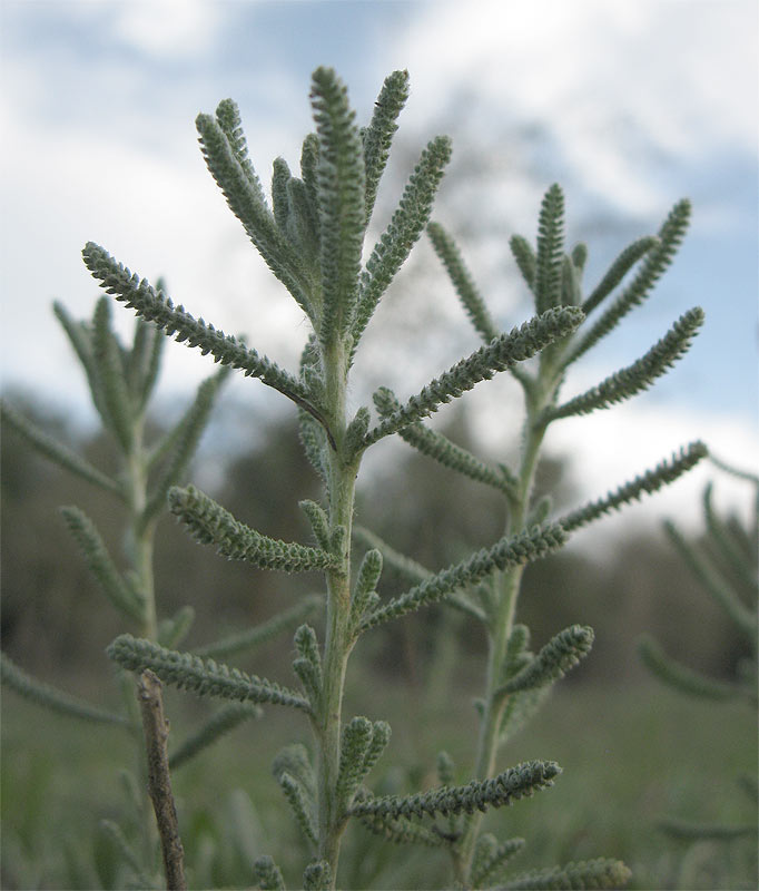 Image of Achillea wilhelmsii specimen.