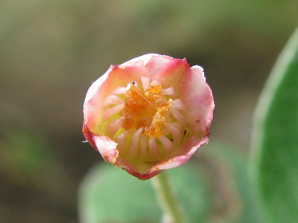 Image of Cotoneaster melanocarpus specimen.