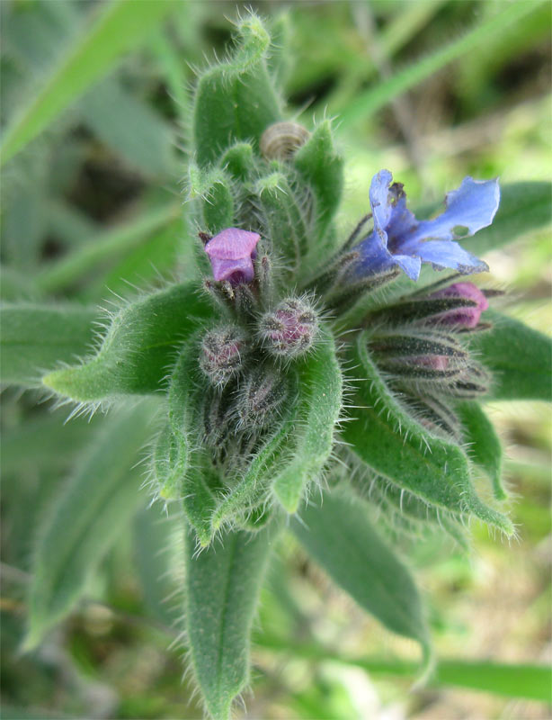 Image of Alkanna strigosa specimen.