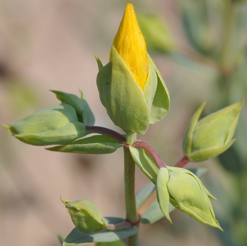 Image of Hypericum olympicum specimen.