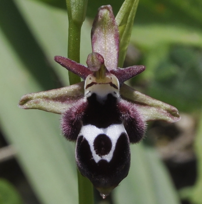 Изображение особи Ophrys reinholdii.