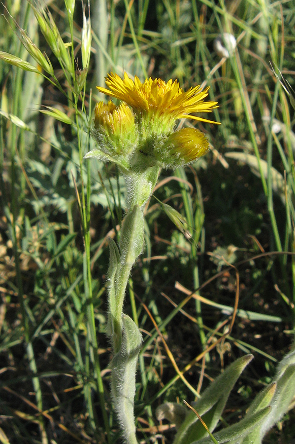 Изображение особи Inula oculus-christi.