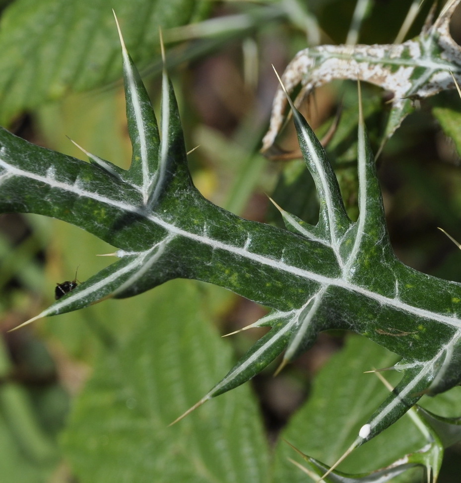 Image of Lamyra afra specimen.