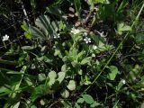 Moehringia lateriflora