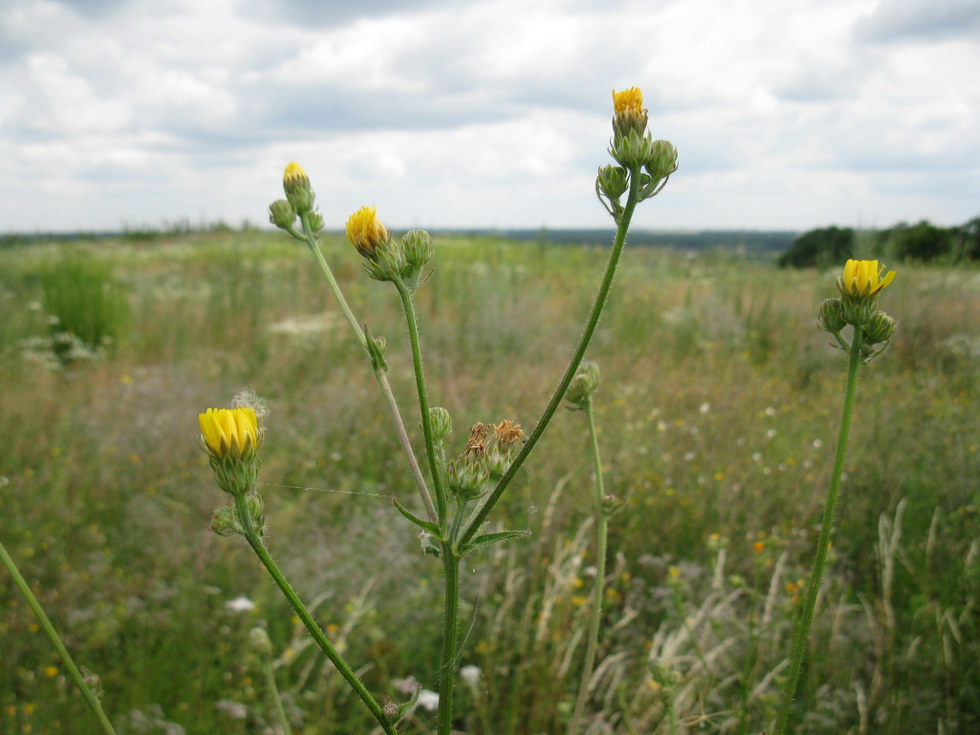 Image of Picris hieracioides specimen.