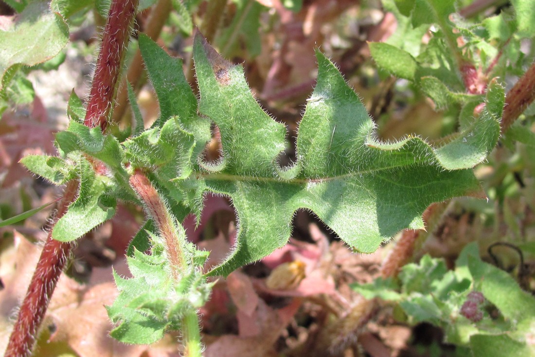 Image of Crepis rhoeadifolia specimen.