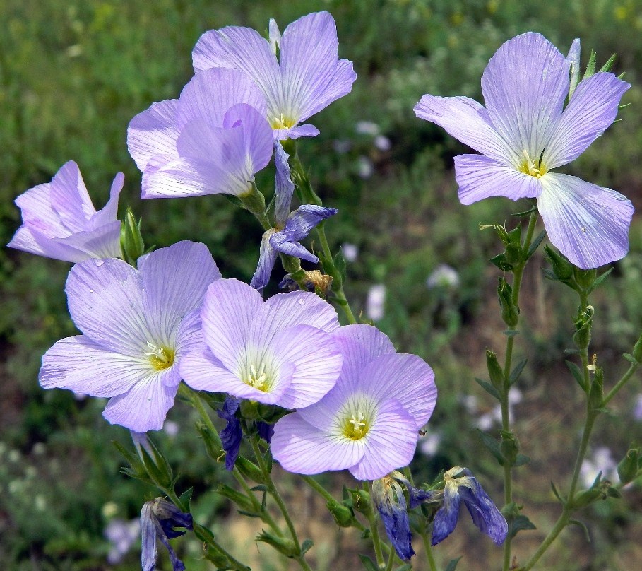 Image of Linum hirsutum specimen.