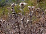 род Inula. Плодоносящие растения. Краснодарский край, г. Новороссийск, ур. Широкая Балка, прибрежная гора, можжевеловое редколесье. 25.08.2013.