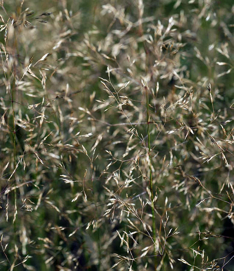 Image of genus Agrostis specimen.