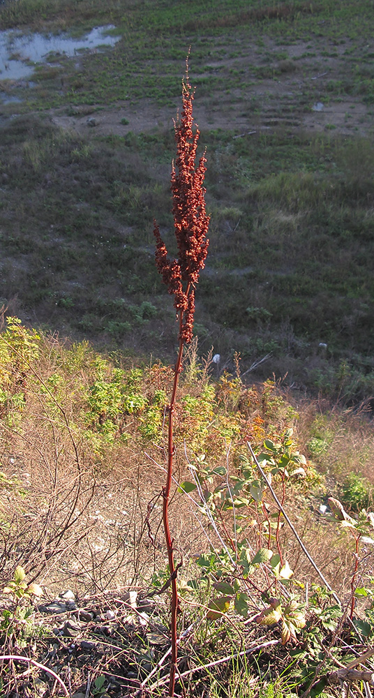 Изображение особи Rumex crispus.