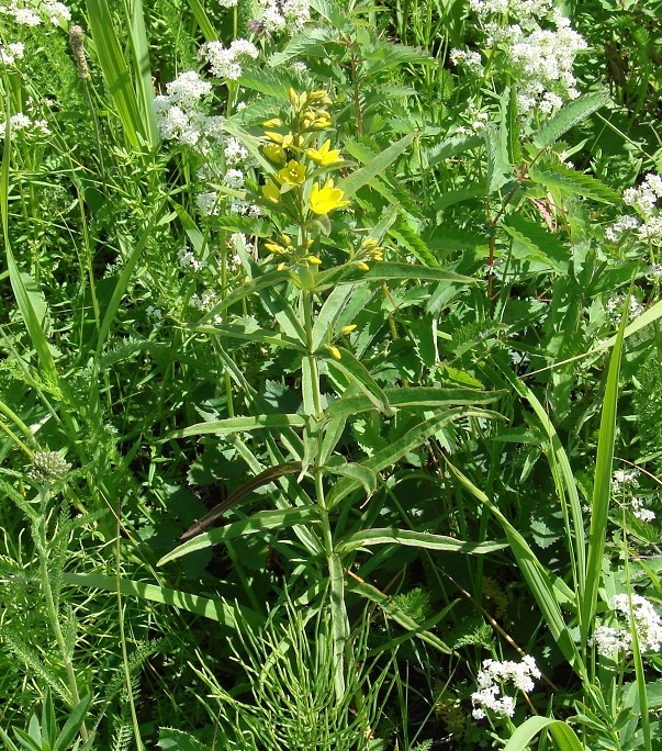 Изображение особи Lysimachia davurica.