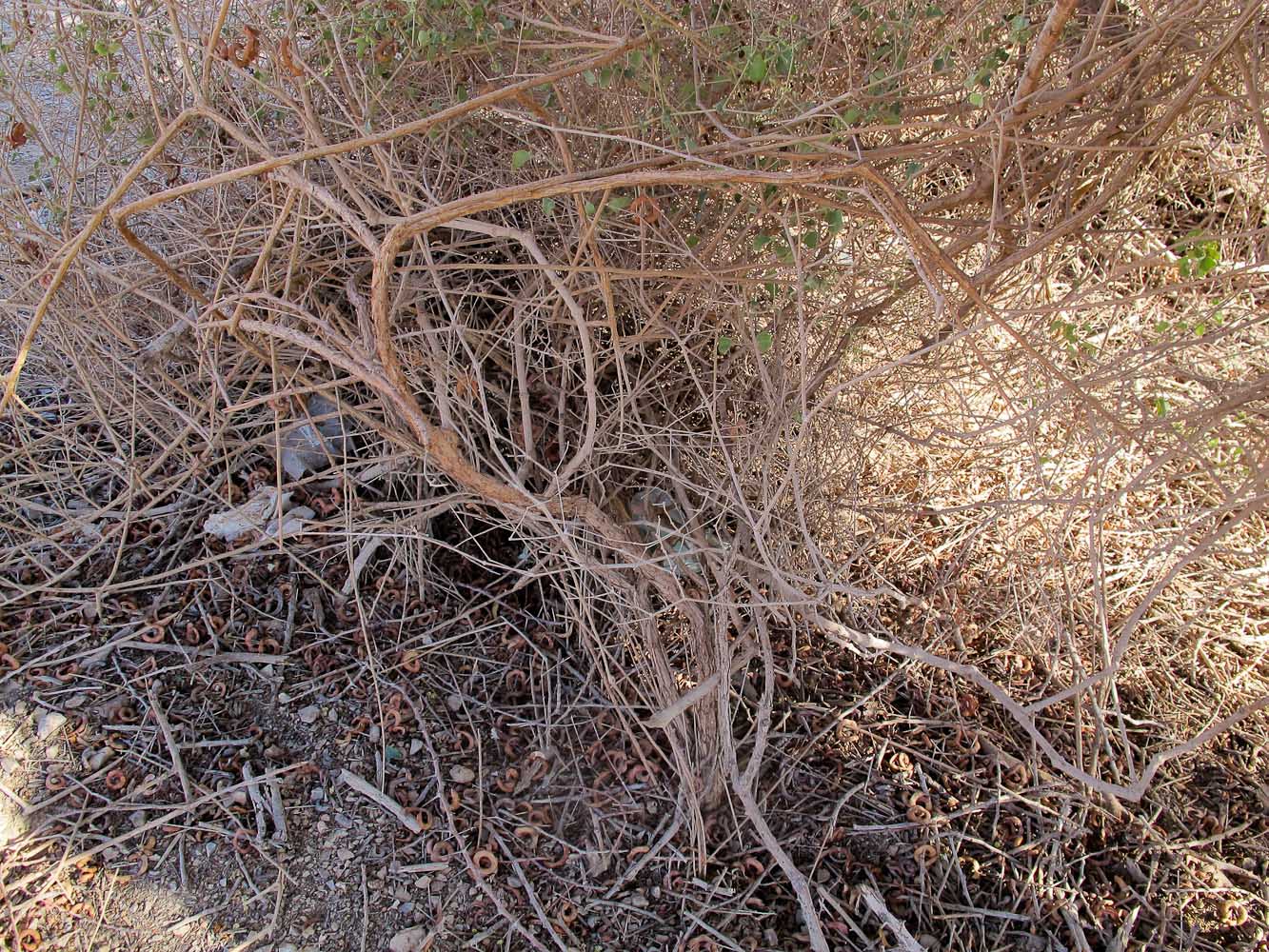 Image of Commicarpus sinuatus specimen.