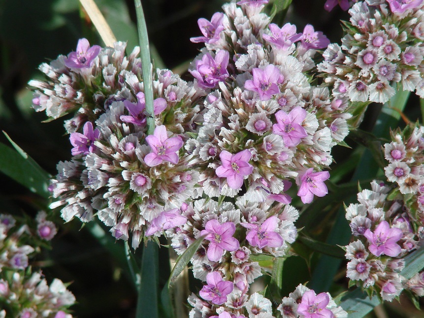 Изображение особи Goniolimon speciosum.