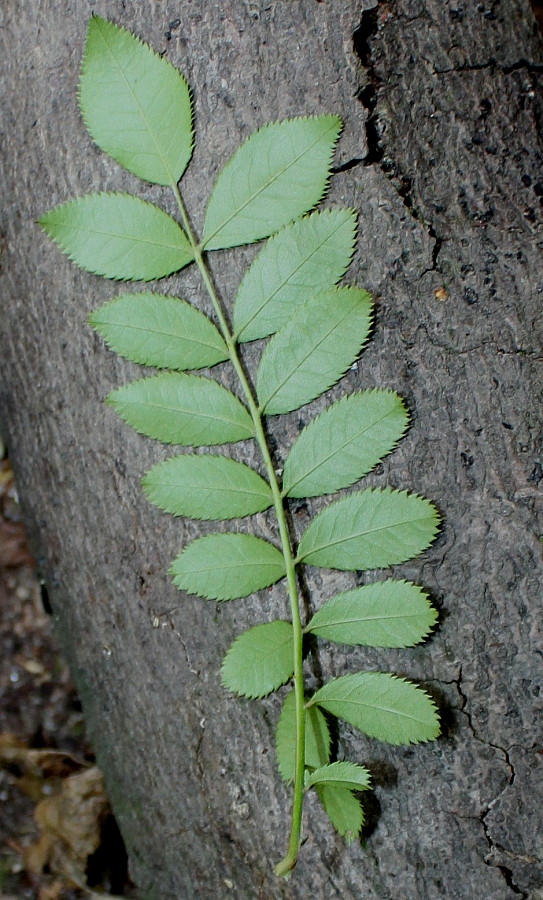 Image of Rosa roxburghii specimen.