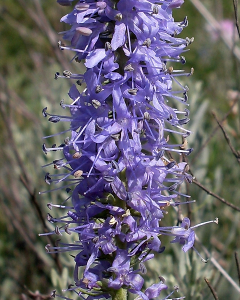 Image of Veronica viscosula specimen.