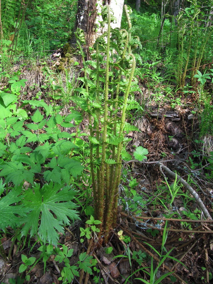 Image of Dryopteris filix-mas specimen.