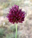 Allium sphaerocephalon. Соцветие. Ростовская обл., дельта Дона, Азовский р-н, окр. с. Рогожкино, остепнённый песчаный луг. 05.07.2013.