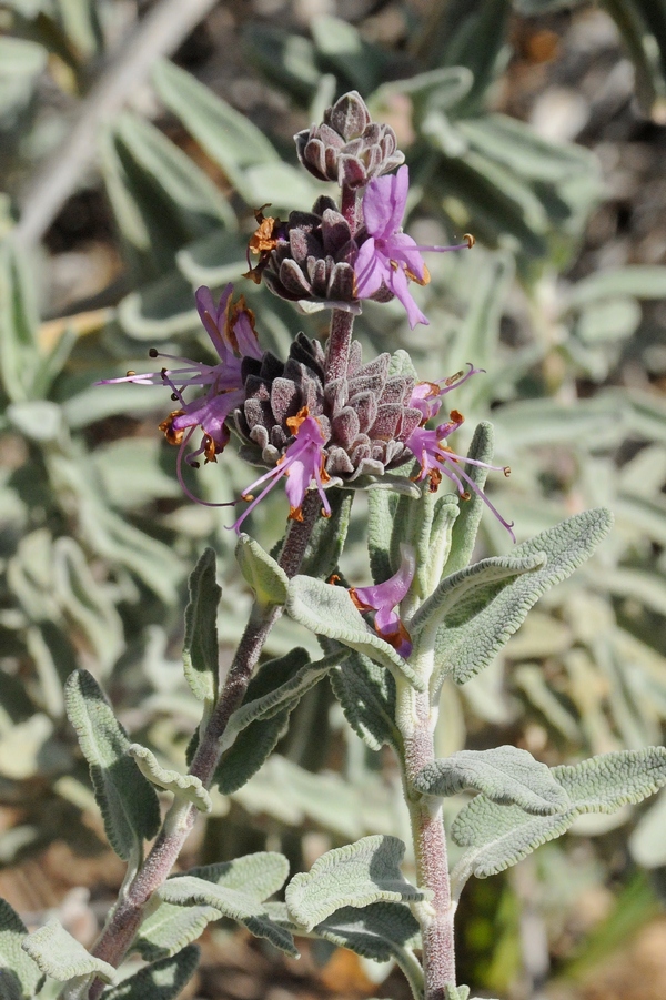 Image of Salvia leucophylla specimen.