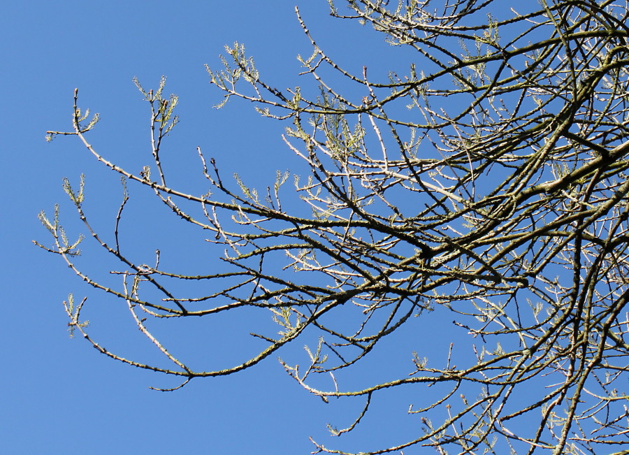 Image of Fraxinus bungeana specimen.