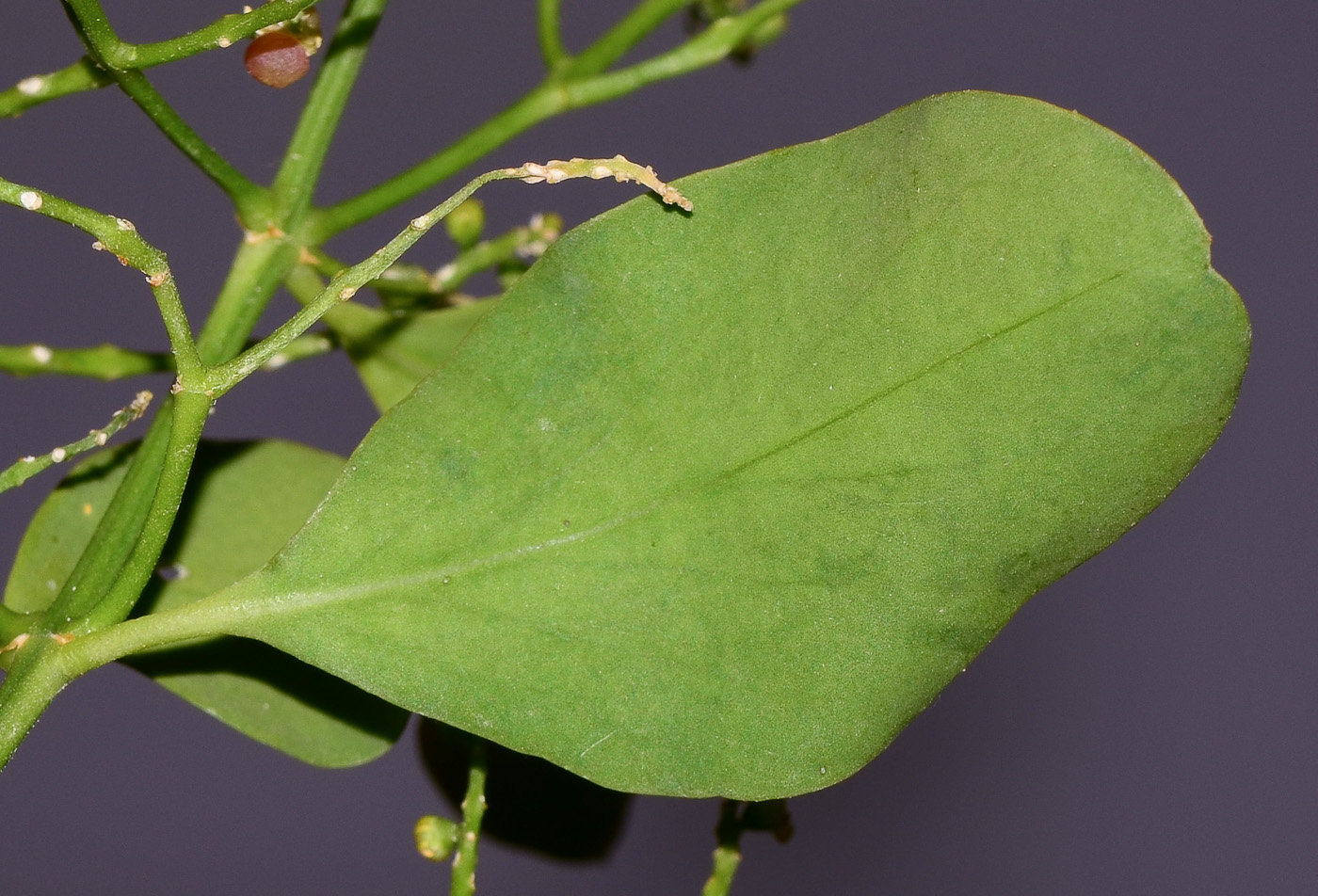 Image of Salvadora persica specimen.