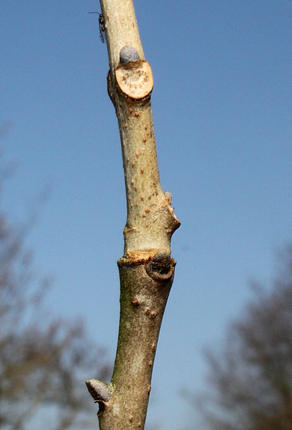 Image of Fraxinus chinensis specimen.