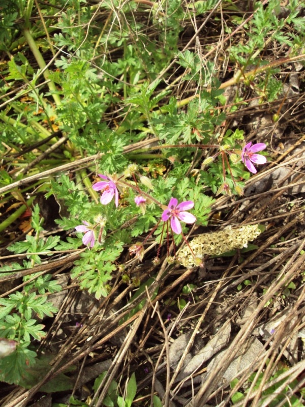 Изображение особи Erodium cicutarium.