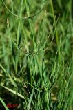 Equisetum ramosissimum