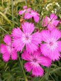 Dianthus fischeri. Цветки. Московская обл., Дмитровский р-н, берег канала им. Москвы. 27.06.2014.