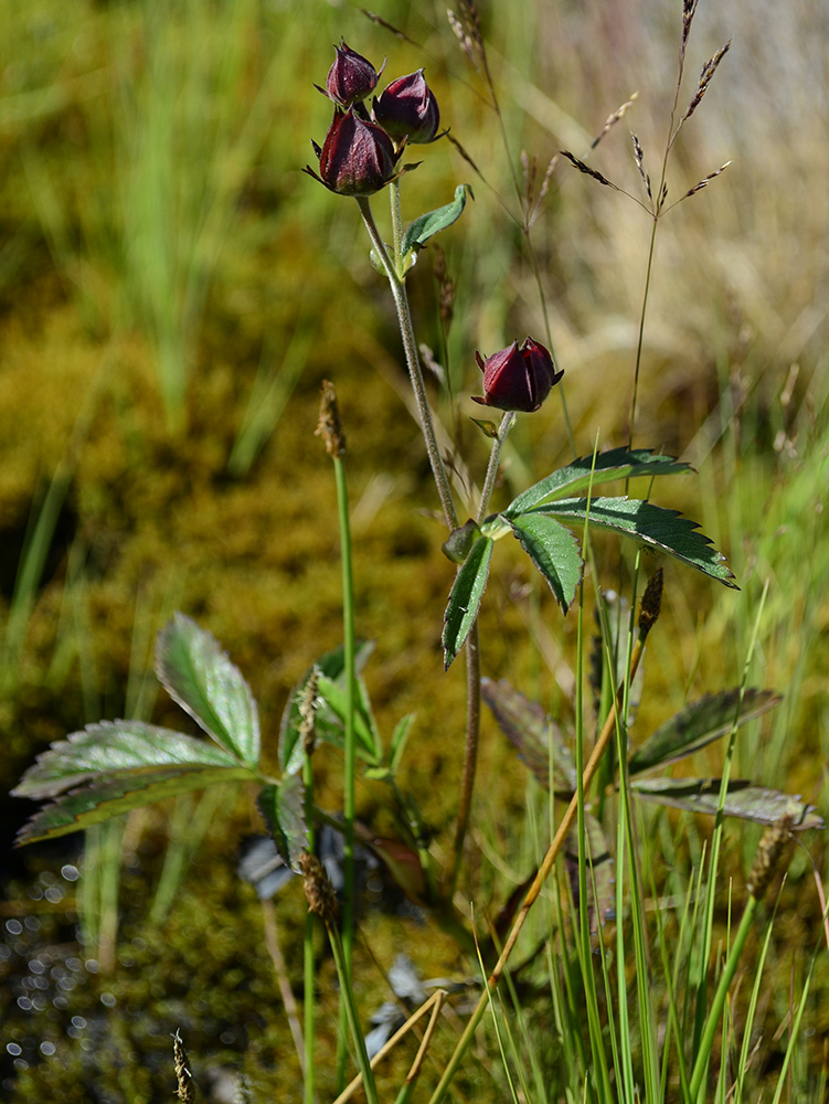 Image of Comarum palustre specimen.