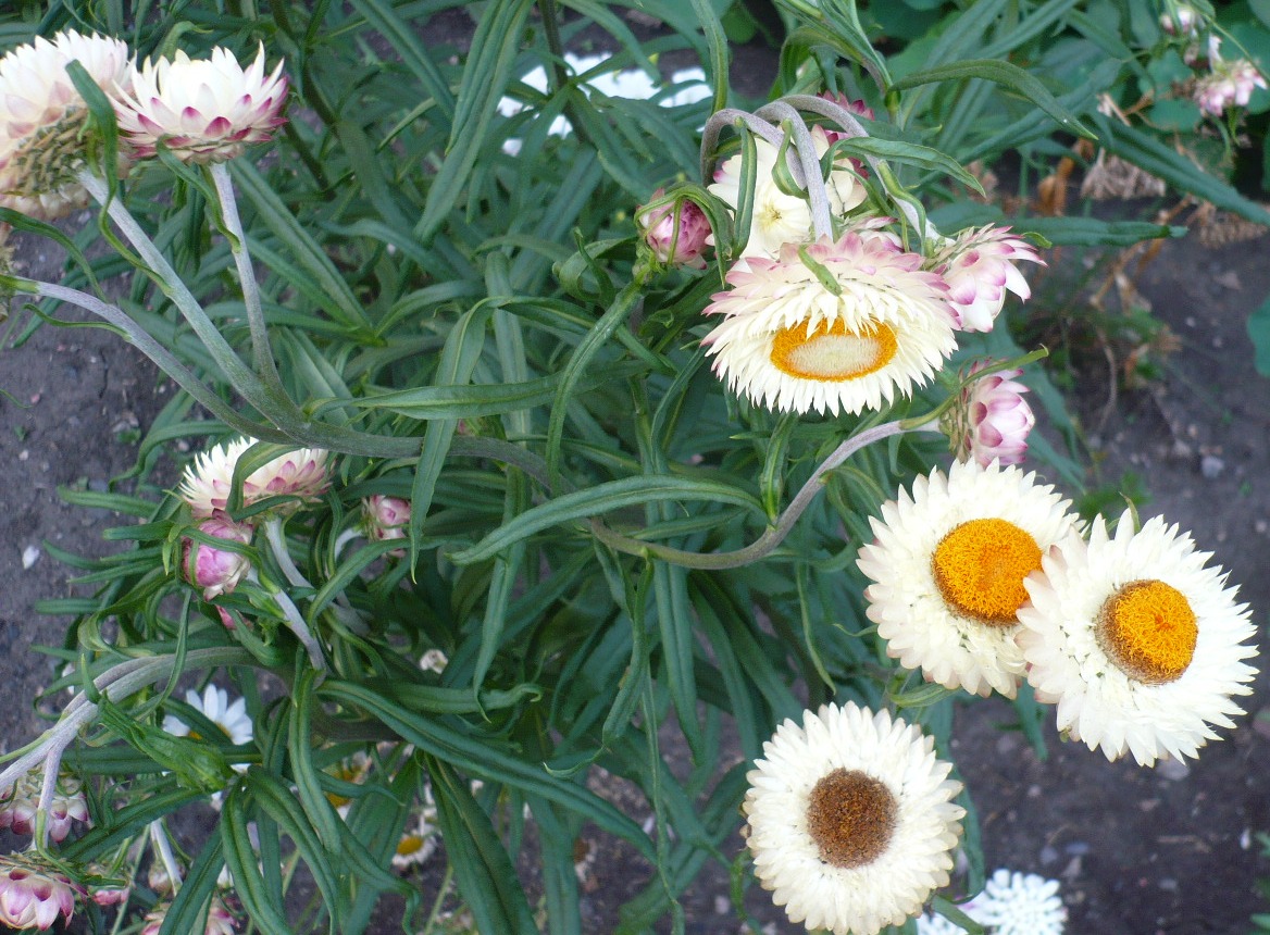 Image of Xerochrysum bracteatum specimen.