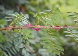 Rosa форма pteracantha