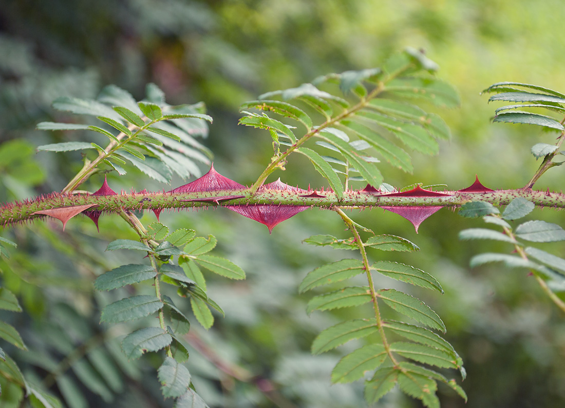 Image of Rosa omeiensis f. pteracantha specimen.